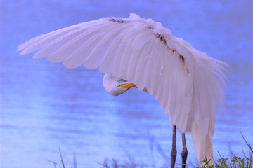 Great  Egret grooming