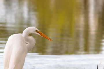 Great Egret yellow background