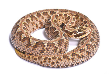 Naklejka premium Siberian pit viper, Gloydius halys