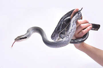 Blue beauty rat snake (Orthriophis taeniurus)