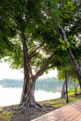 The tree and Lakeside
