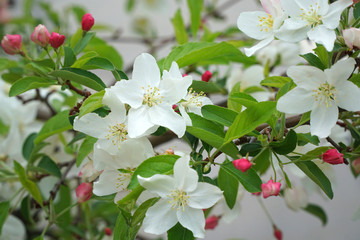 spring white and pink flower blossom on the tree