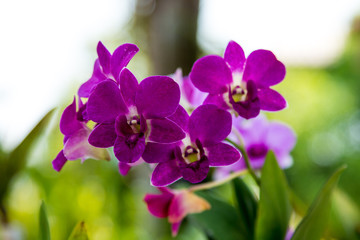 Fototapeta na wymiar Beautiful purple orchid flower tree