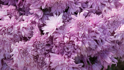 Purple chrysanthemum