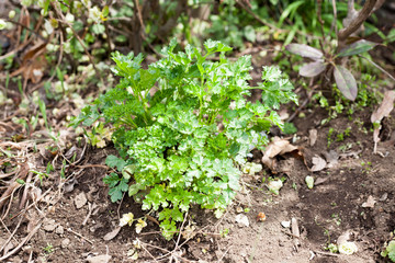 Growing Italian parsley