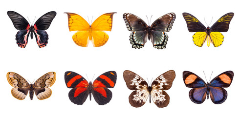 Obraz premium Set of beautiful and colorful butterflies isolated on white.