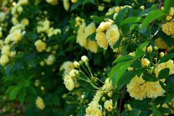 モッコウバラ（木香茨、木香薔薇）