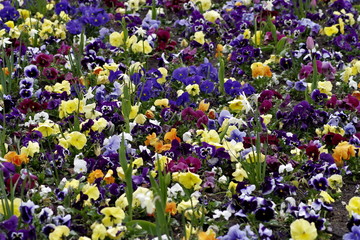 bratki © Henryk Niestrój