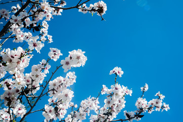 White blossoming tree against the blue sky