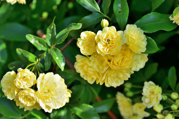 Obraz premium モッコウバラ（木香茨、木香薔薇）