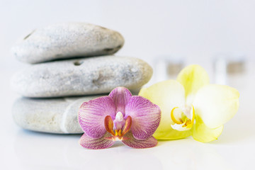 Obraz na płótnie Canvas Fresh pink and yellow orchid near gray stones on a white background. Concept spa and relaxation.