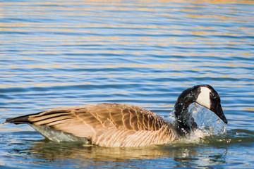 Water dripping off the head of a goose