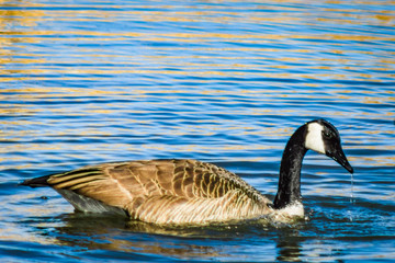 Obraz premium Water dripping off the beak of a goose