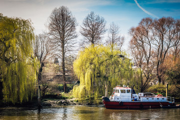 Obraz premium Tug Boat on the River Thames in London with willow trees along the bank. No people