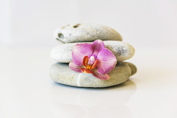 Fresh pink orchid near gray stones on a white background. Concept spa and relaxation.