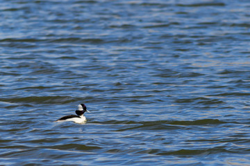Bufflehead duck swimming lazily on the lake