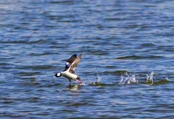 Bufflehead duck taking off running on the lake