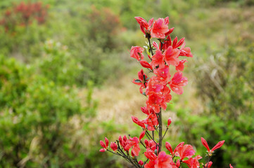 Obraz premium Blossoming azalea flowers scenery 