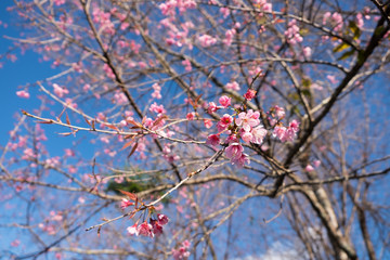 Wild Himalayan Cherry with blue sky and cloud background. Thai sakura blooming during winter in Thailand