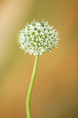beautiful green and white flower on blur background