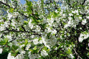 White cherry tree flower, seasonal floral nature background
