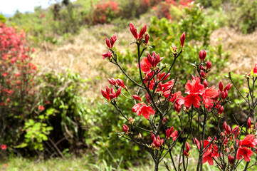 Blossoming azalea flowers scenery 