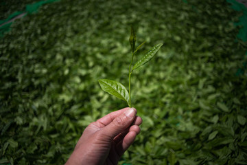 CHINA oolong tea