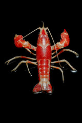 Crayfish Procambarus Clarkii Ghost on black background.