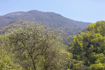 Blossoming fruit tree and slope of the mountain in Abkhazia