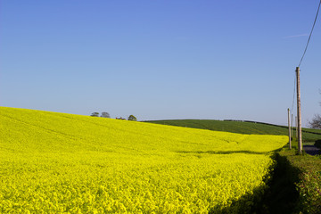 A field of Rapeseed oi an Irish Farm with its bright yellow flower heads, contrasted against a clear blue sky on a sunny day in early spring.