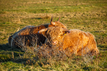 Hairy cows with horns