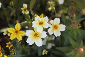 Obraz na płótnie Canvas 白い花と黄色い花