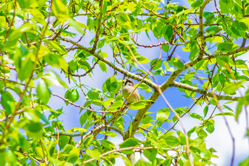 sparrow sitting on a tree branch, clear sunny spring day. Nature background