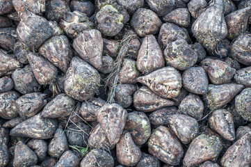 A lot of sugar beets just from the land