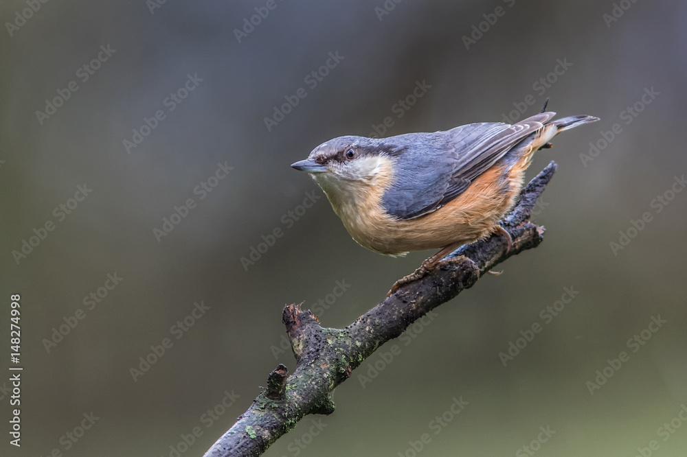 Poster close up portrait of a nuthatch looking alert and perched on the top of an old branch