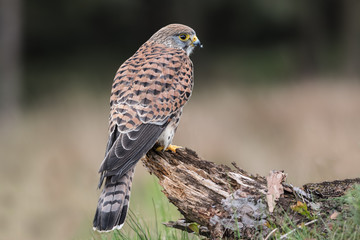 Female kestrel looking right and perched on an old tree stump with a forest in the background - obrazy, fototapety, plakaty