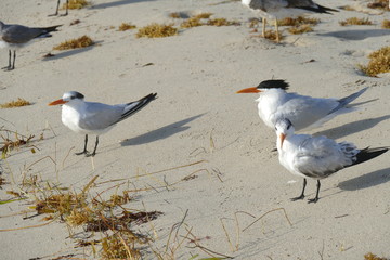 Möwen Miami Beach