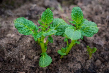 Young potato plant growing on the soil.Potato bush in the garden.Healthy young potato plant in organic garden.