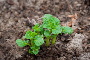 Young potato plant growing on the soil.Potato bush in the garden.Healthy young potato plant in organic garden.