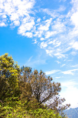 Fototapeta na wymiar Blossoming azalea flowers with blue sky background 