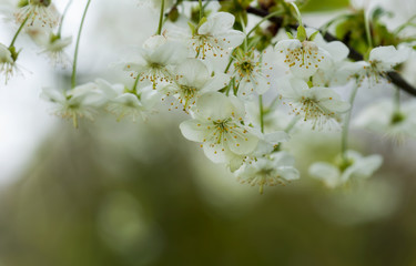 Blossom tree over nature background/ Spring flowers/Spring Background