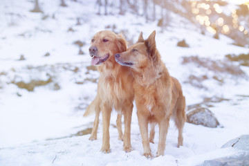 Tierfreundschaft
