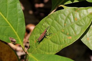 grasshopper