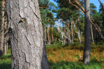 Forest at the beach of Ahrenshoop, Darss, Germany