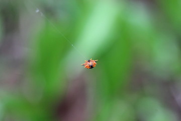 spider