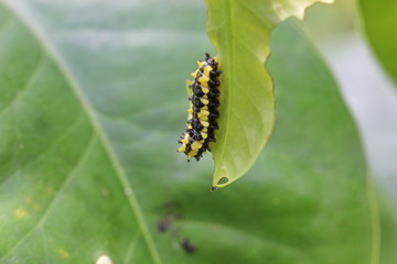 caterpillar