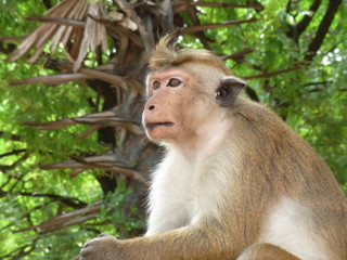 Sri Lanka Monkey