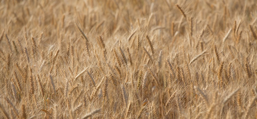 wheat 