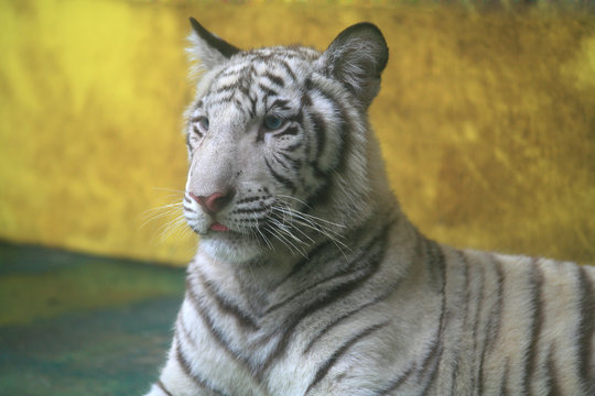 White tiger
