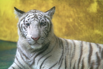 White tiger